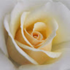 Meet your Posher, Bailee